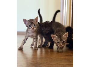 Кошенята, безкоштовно, Київ, лівий берег