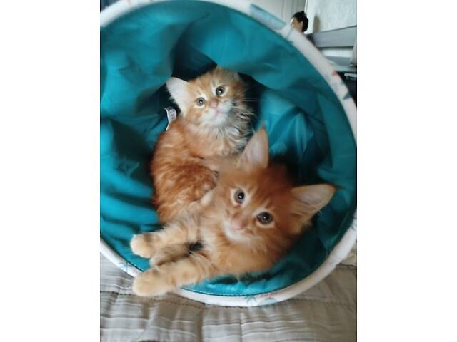 Кошенята Мейн-Кун - Фото 1