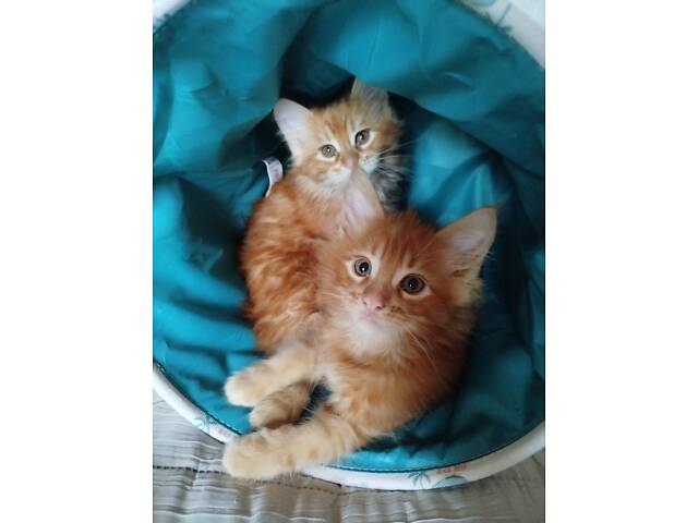 Кошенята Мейн-Кун - Фото 2