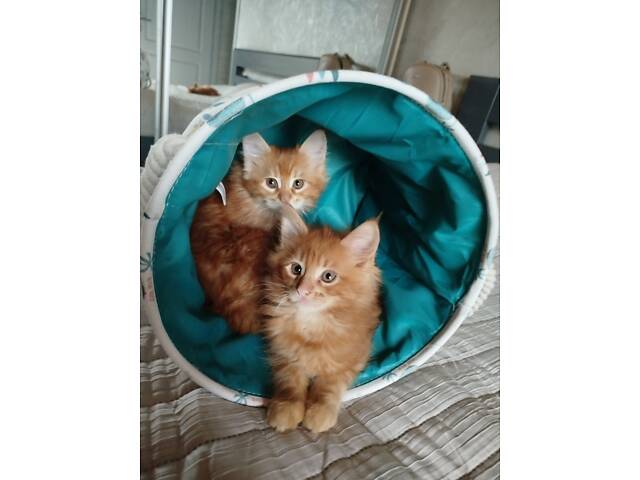 Кошенята Мейн-Кун - Фото 3