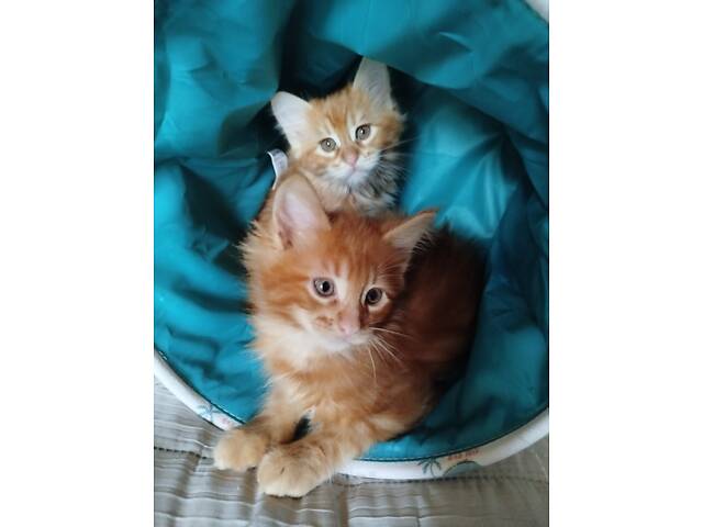 Кошенята Мейн-Кун - Фото 4