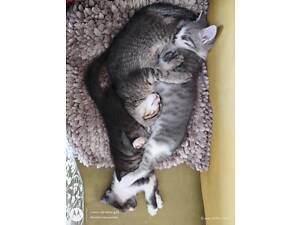 Кошенята, муркотуни для щастя