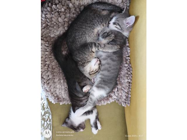 Кошенята, муркотуни для щастя - Фото 1 Кошенята, муркотуни для щастя - Фото 1