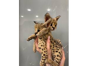 Кошенята саванна, маленькі котики