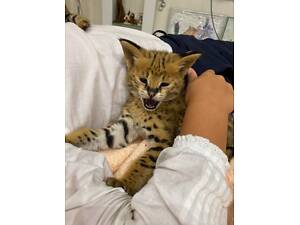 Котята Саванна, саванна F1, ласковые домашние малыши.