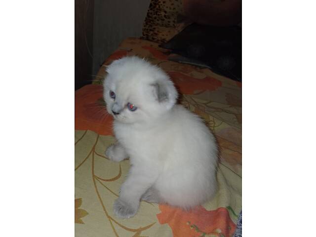 Кошенята Scottish Fold / Straight