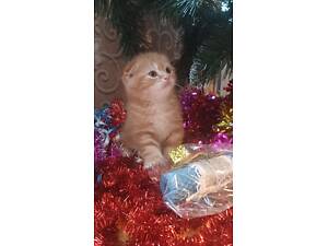 Котята шотландские, скоттиш фолд, скоттиш страйт.
