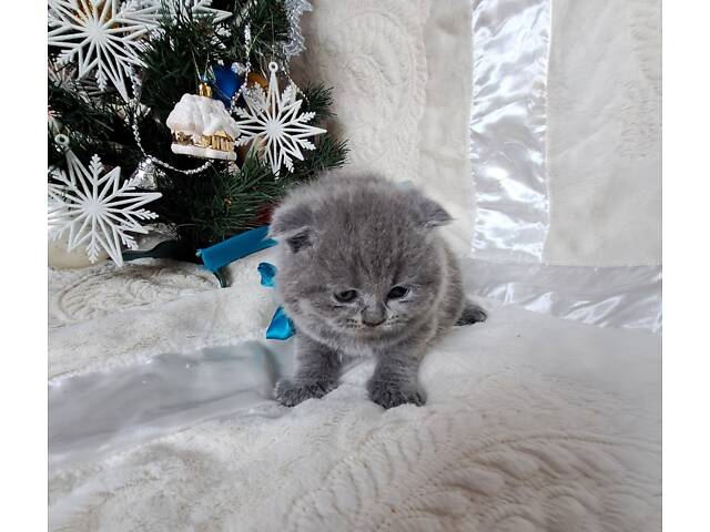 Кошенята шотландської породи прямовухі - Фото 2