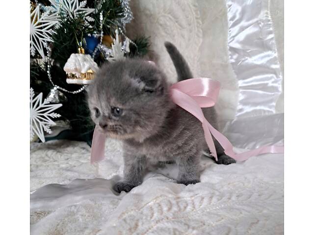 Кошенята шотландської породи прямовухі - Фото 5