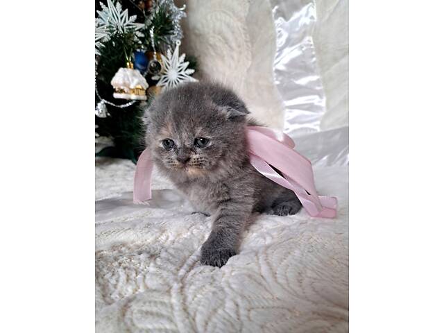 Кошенята шотландської породи прямовухі - Фото 6