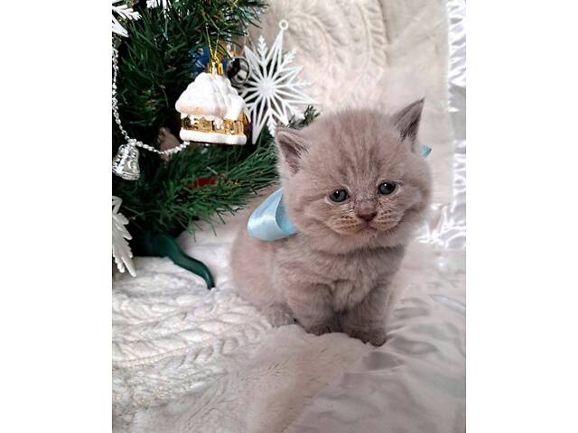 Кошенята шотландської породи прямовухі - Фото 1