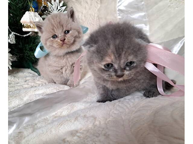 Кошенята шотландської породи прямовухі - Фото 3