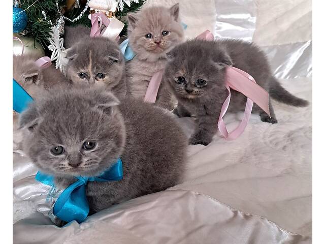Кошенята шотландської породи прямовухі - Фото 4