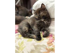 Кошенята шукають свій дім.