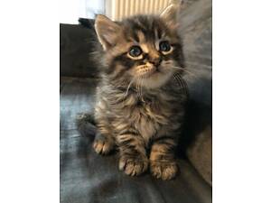 Кошенята, сибірські кошенята, коти