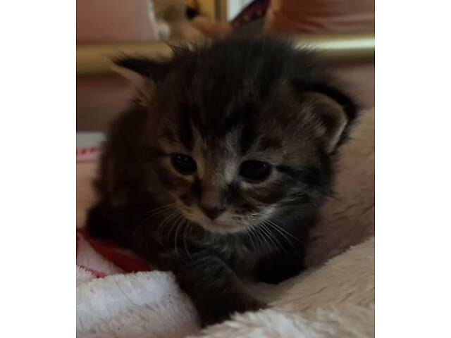 Кошенята, сибірські кошенята, котики породисті. - Фото 2