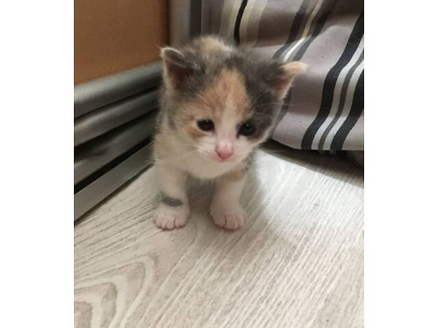 Кошенята, сибірські кошенята, котики породисті. - Фото 3