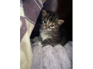 Кошенята, сибірські кошенята, котики породисті.