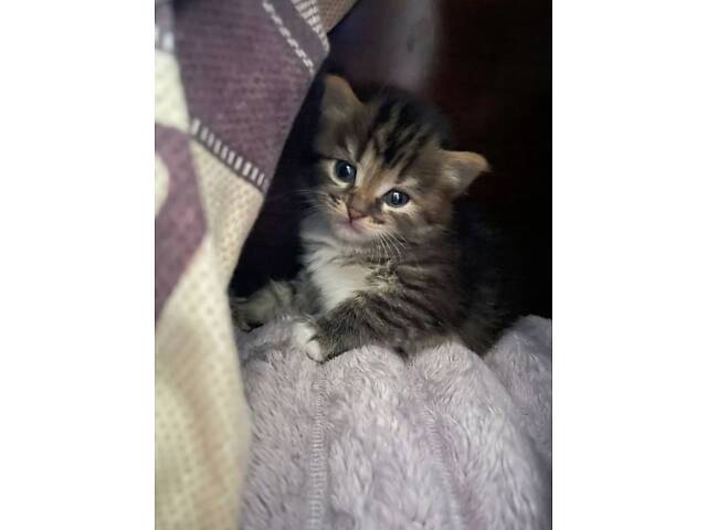 Кошенята, сибірські кошенята, котики породисті. - Фото 1