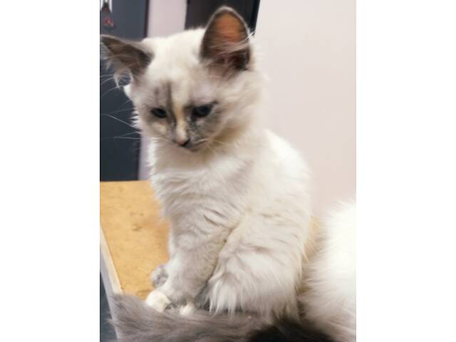 Сибірські кошенята - Фото 4