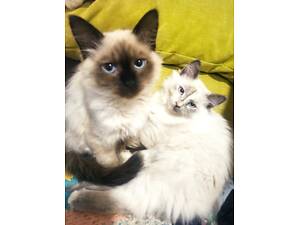 Сибірські кошенята