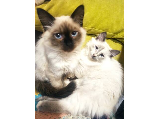 Сибірські кошенята - Фото 1