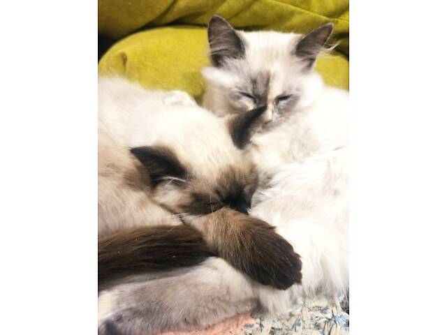 Сибірські кошенята - Фото 2