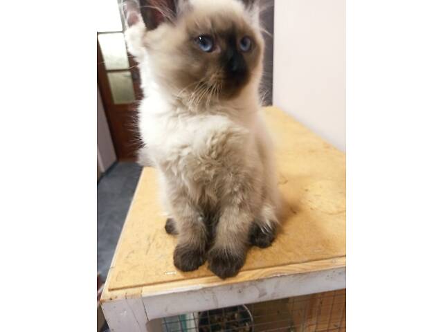 Сибірські кошенята - Фото 3