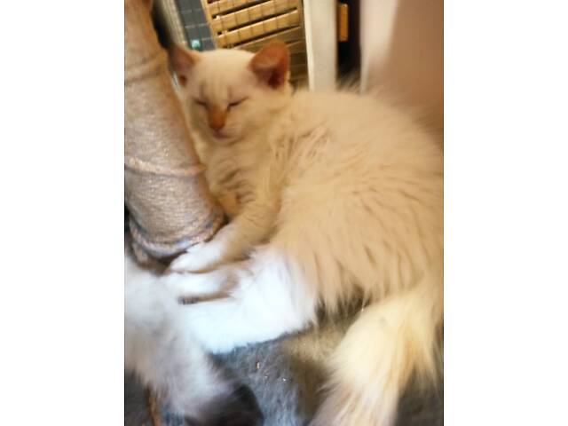 Сибірські кошенята - Фото 5