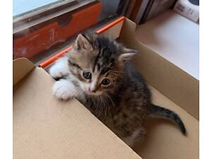 Котята в добрые руки!