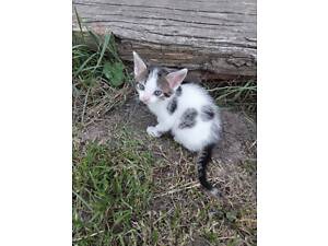 Кошенята в хороші руки