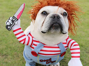 Костюм для домашних животных RESTEQ, костюм для собак Пират, размер L