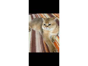 Кіт на в'язку ;-)