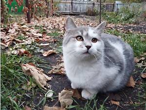 Котенок британский метис