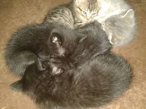 Кошеня кіт киця.