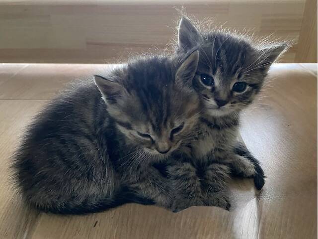 Котенята в добрі руки - Фото 5