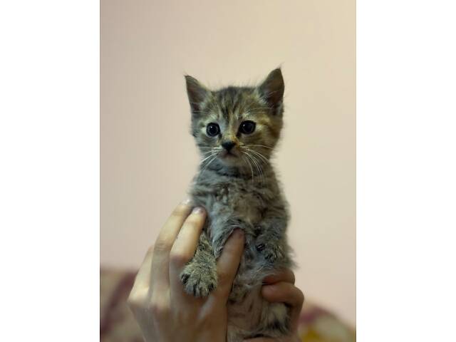 Котенята в добрі руки - Фото 6