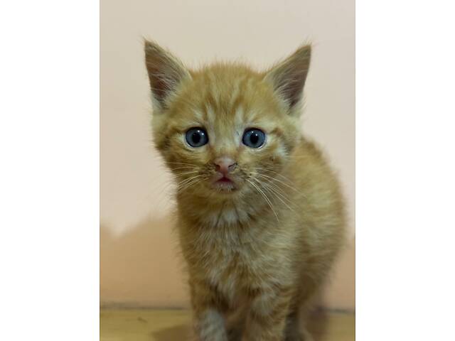 Котенята в добрі руки - Фото 3