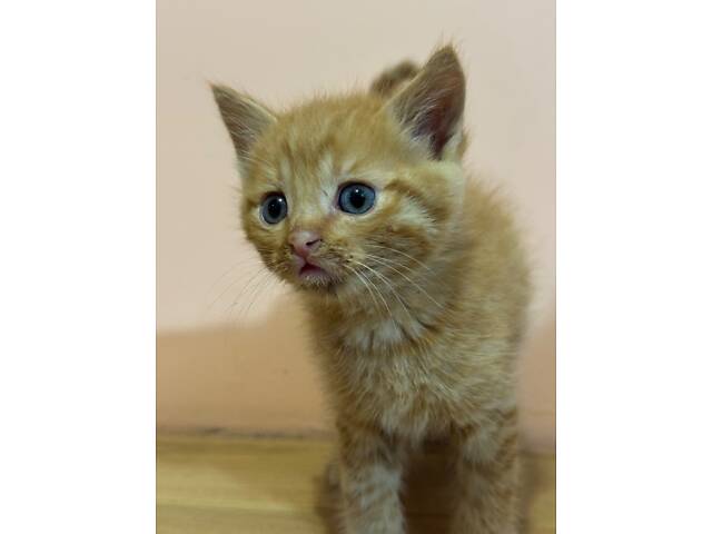 Котенята в добрі руки - Фото 7