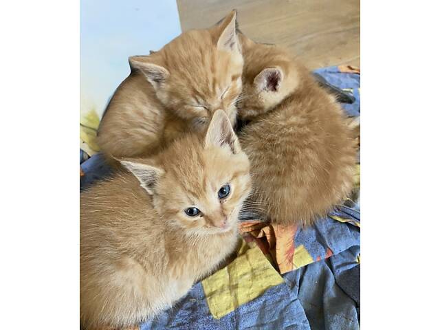 Котенята в добрі руки - Фото 4