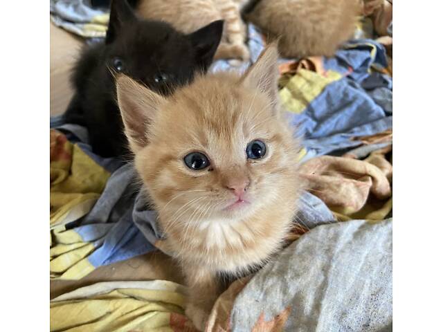 Котенята в добрі руки - Фото 2