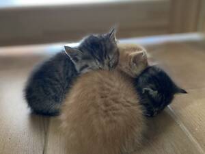 Кошенята в добрі руки.