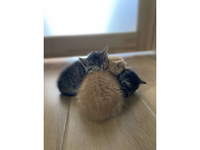 Котенята в добрі руки - Фото 1