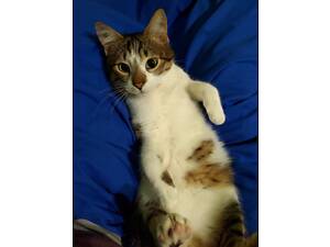 Котик кастрований ласкавий у добрі руки