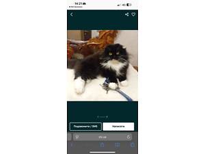 Коти-кіця шотландська