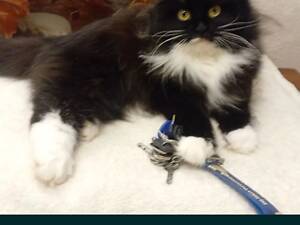 Коти-кіця шотландська