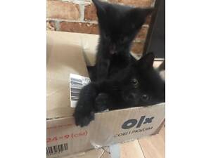 Котята, 3шт., кошечки - чорная, 3-х кольорова, камишова