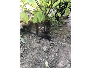 Котята, Херсон, 3шт., кошечки - чорная, 3-х кольорова, камишова