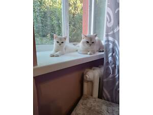 Кошенята срібляста та золота шиншила.