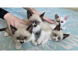 Котята Сноу-Шу